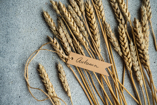 Wheat stems and tag with Autumn inscription on gray background