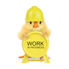 Cute chick worker with yellow Work in progress sign billboard panel outdoor under construction board isolated on white background