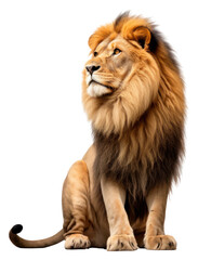 Obraz premium PNG Wildlife mammal animal lion.