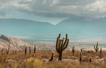Cactus in Argentina