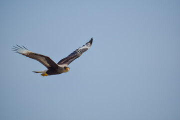 isolated crested caracara (Caracara plancus) flying and looking at camera with a funny look