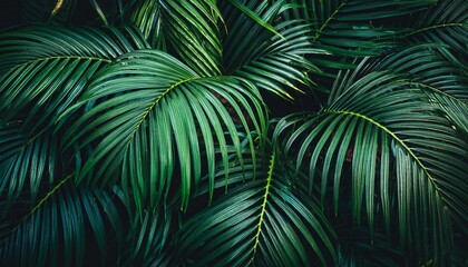 Illustration of a night in a tropical rainforest featuring monstera and palm leaves covered in raindrops