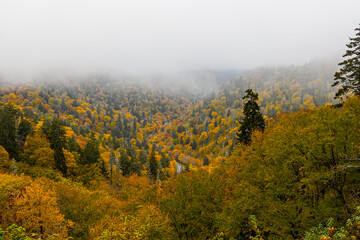 Beautiful autumn foliage on a cloudy day at the Great Smoky Mountains. 