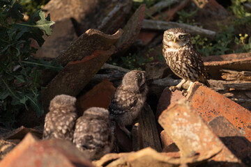 owl. The owl is hanging around the ruin where it is raising its chicks.