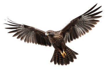 Obraz premium PNG Flying nighthawk buzzard vulture animal.