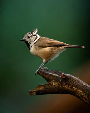Herrerillo capuchino