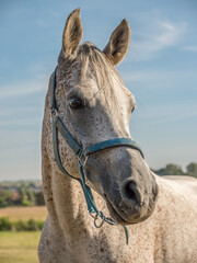 Portrait of white saddle horse