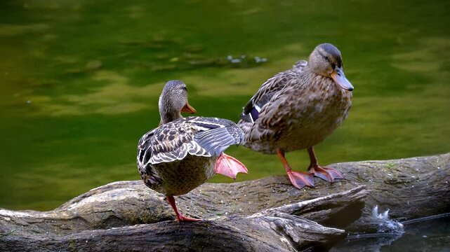 Two mallard ducks standing on a log sticking out of the water at Cole Park.  2 Ducks stretching their legs and wings on a nice Autumn Day in Windsor in Upstate NY.