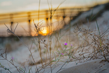 Small purple flowers and dry grass in sandy dunes with a golden sunset in the background.