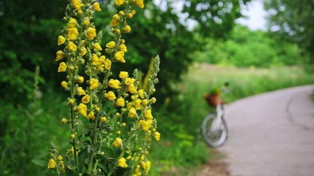 Yellow Blooming Verbascum flowers Along The Roadside Bike Path