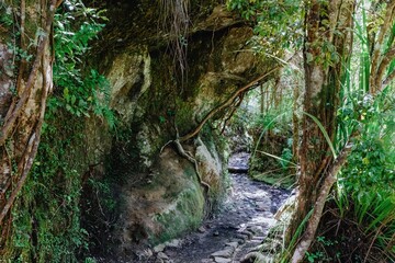 The Pinnacles bush walk hiking trail in the Kauaeranga Valley, Coromandel Peninsula, Waikato, New Zealand.