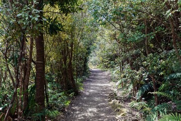 The Pinnacles bush walk hiking trail in the Kauaeranga Valley, Coromandel Peninsula, Waikato, New Zealand.