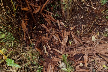 Bark on the ground on The Pinnacles bush walk hiking trail in the Kauaeranga Valley, Coromandel Peninsula, Waikato, New Zealand.
