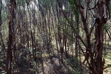 Obraz premium Manuka trees on The Pinnacles bush walk hiking trail in the Kauaeranga Valley, Coromandel Peninsula, Waikato, New Zealand.