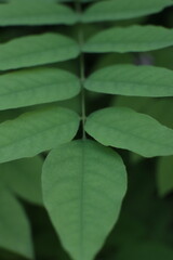 Serene Green Leaf Branch Detail Macro Photography