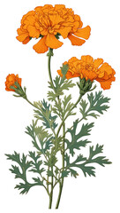 PNG  Marigold isolated flower plant petal.