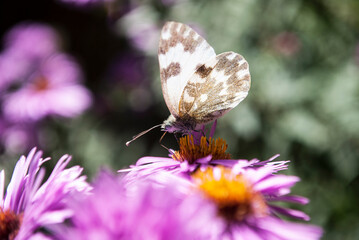 a butterfly collects nectar on a small lilac aster