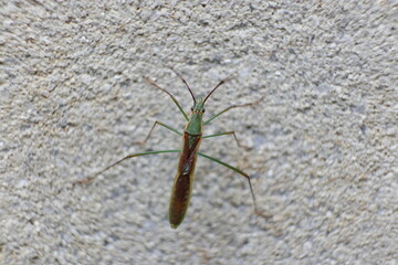 A small, green insect is perched on a light-colored wall.