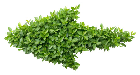 Fototapeta premium PNG Arrow shape bushes plant herbs leaf.