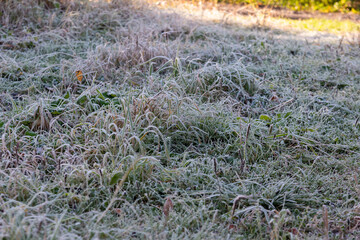 Frosty grass lawn in winter morning