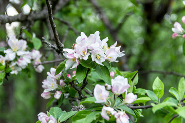 Obraz premium Tree with pink and white blossom flowers
