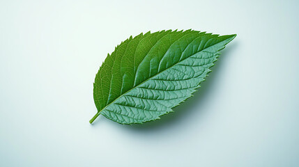 Fototapeta premium Intricate Pattern of Veins on a Blue Leaf in Macro picture