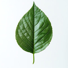 Obraz premium Blue Leaf Displaying Delicate Vein Network in Close-Up View picture