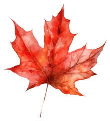 Fototapeta premium PNG Watercolor illustration of red maple leaf autumn botanical painting.