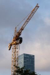 Naklejka premium Crane looking up into the sky