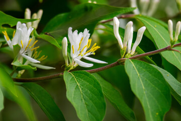 A sprig of morrow honeysuckle blooms on a May's day in Wisconsin.  Considered an invasive species.