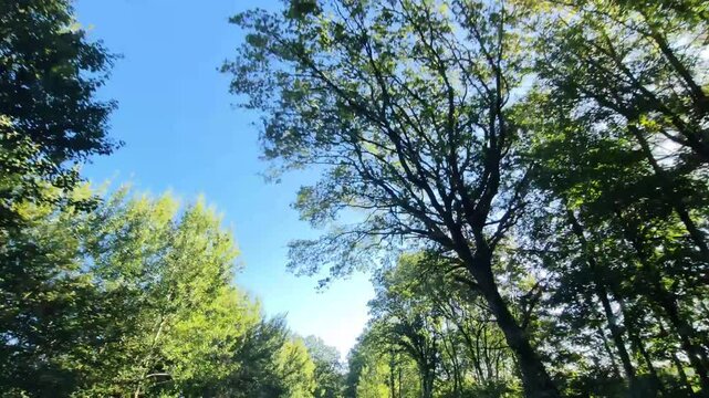 View upwards from a moving car on fast passing green trees of an avenue in summer.