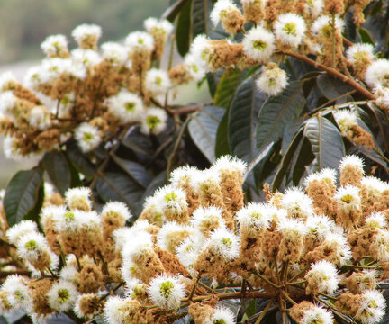 flores de aboles de guama en verano