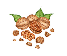 Walnuts, whole, chopped and kernel with green leaves watercolor illustration isolated from background. Realistic texture and natural colors of the shell and kernel of the nut. Ideal cooking, botanical
