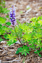A flowering stem of a wild lupine, aka lupine perennis, in May in Wisconsin.
