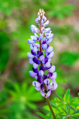 A closeup of a flowering stem of a wild lupine, aka lupine perennis, in May in Wisconsin.