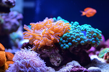coral reef in aquarium