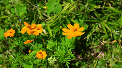 キバナコスモス