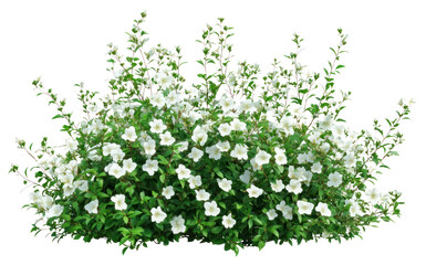 PNG Real white flower bushes flowers leaves plant.