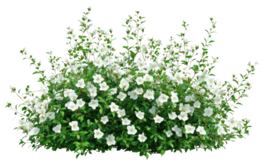 PNG Real white flower bushes flowers leaves plant.