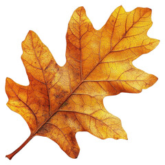 Obraz premium PNG Real oak Autumn leaf isolated autumn illustration.