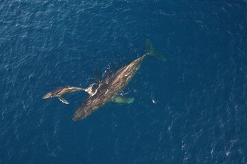 Mom and baby humpback whale swimming together in Maui Hawaii