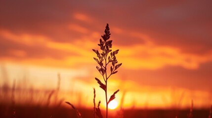 A lone plant basking in the sunset's warm glow.