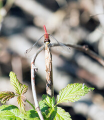 Red Dragonfly on stick