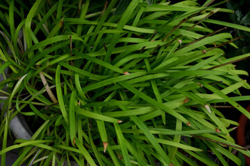 細長い葉の植物