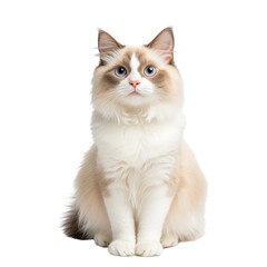 Cute Ragdoll Cat Sitting with Blue Eyes