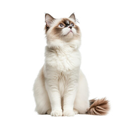 Obraz premium Ragdoll Cat Sitting and Looking Up