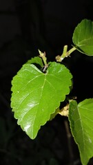 leaves on a black background