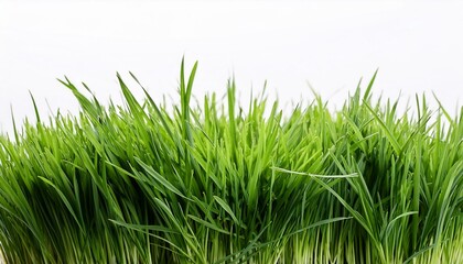 Obraz premium green grass isolated on white
