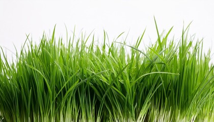 Obraz premium green grass isolated on white