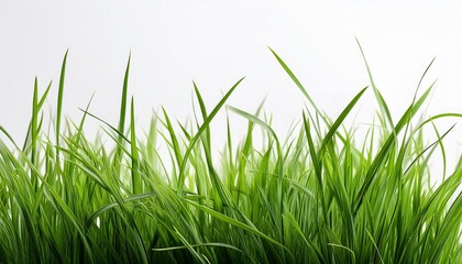 Obraz premium green grass isolated on white